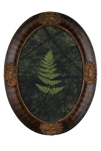 Portrait of a Lady Fern