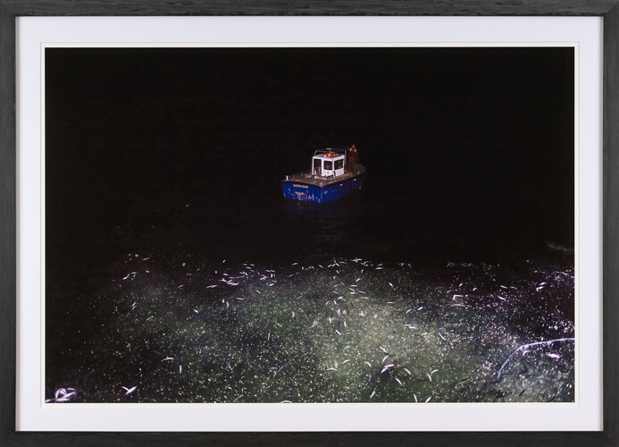 Pêche au hareng à la senne