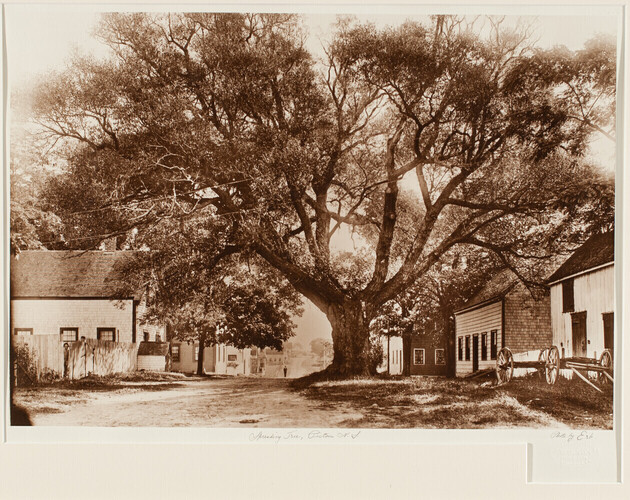 Arbres étalés, Pictou, N.-É.