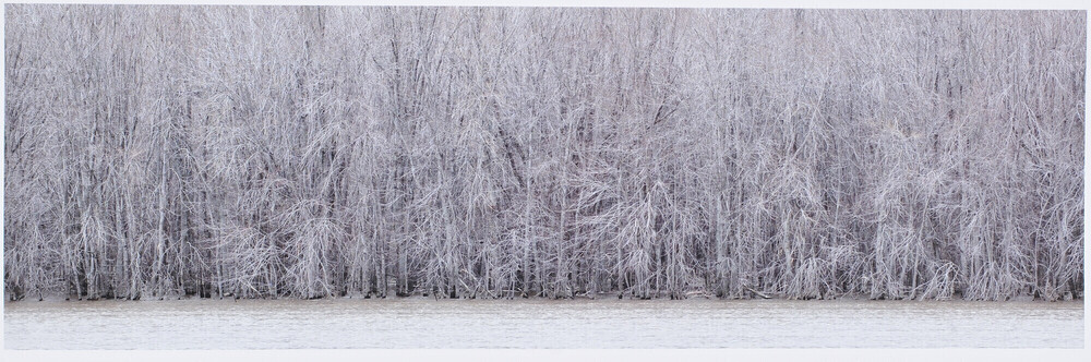 Flooded Forest, St. John River