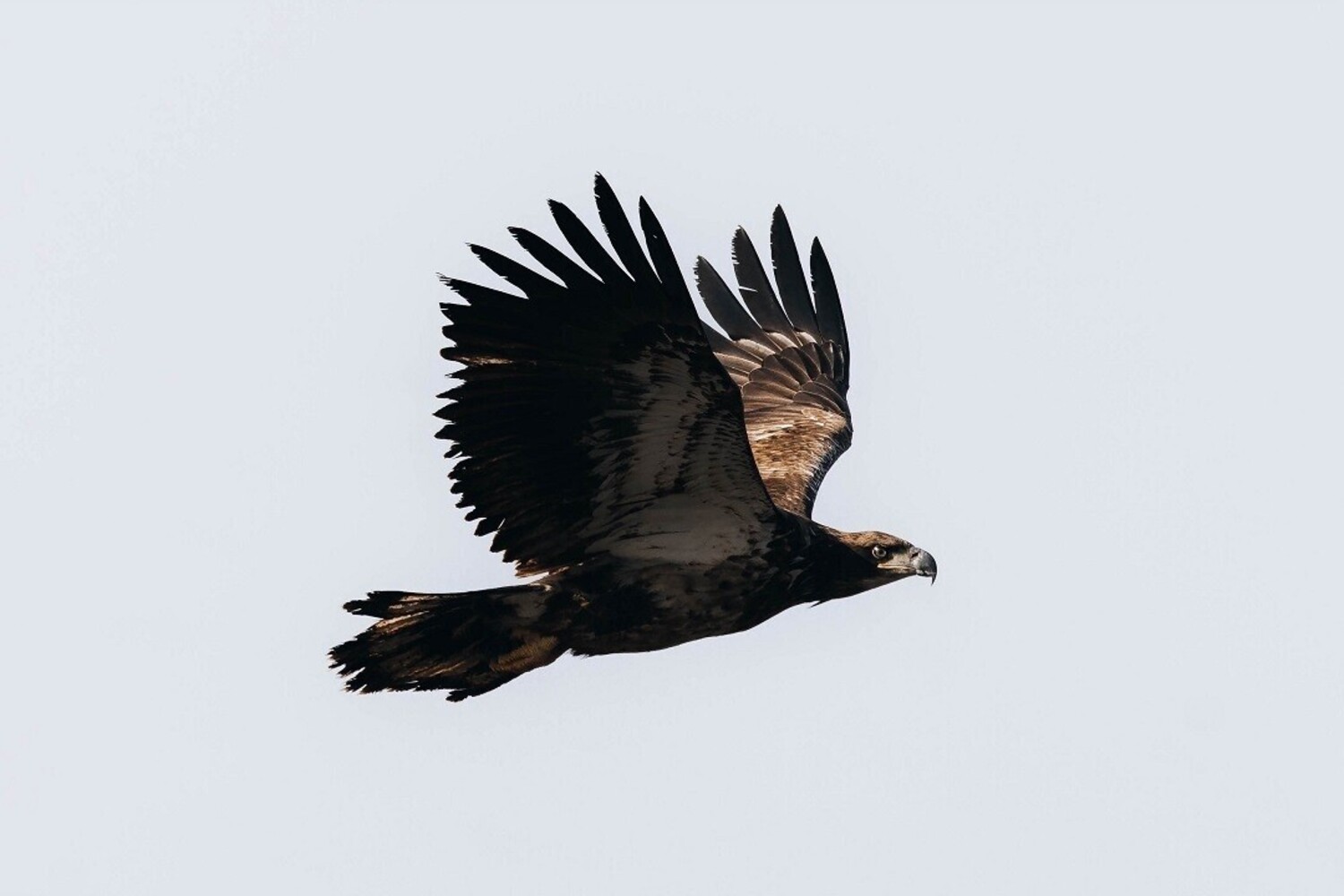 Large eagle 7200x10798